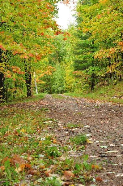 Un camino a través del bosque — Foto de Stock