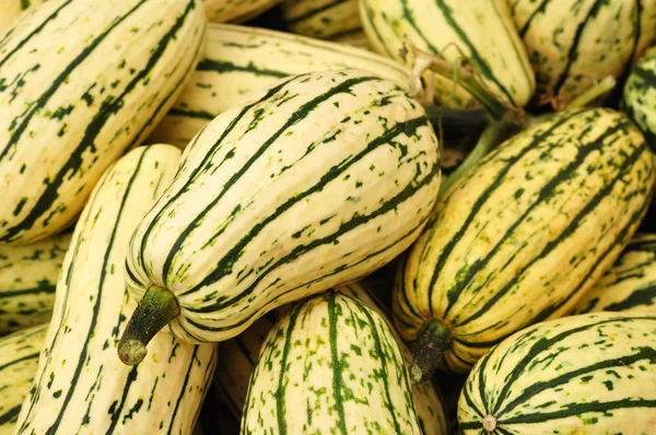 stock image Delicata Squash