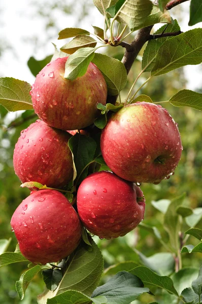 Яблоки с капельками дождя — стоковое фото