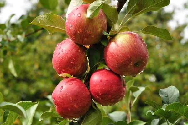 Esőcseppek almával — Stock Fotó