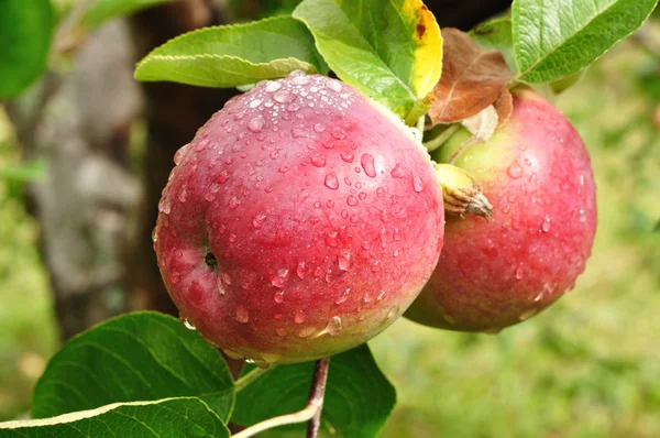 Esőcseppek almával — Stock Fotó