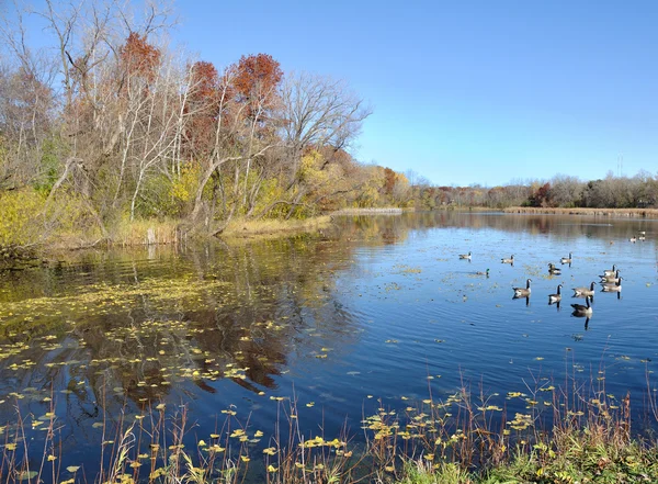 Bernaches du Canada sur un étang — Photo