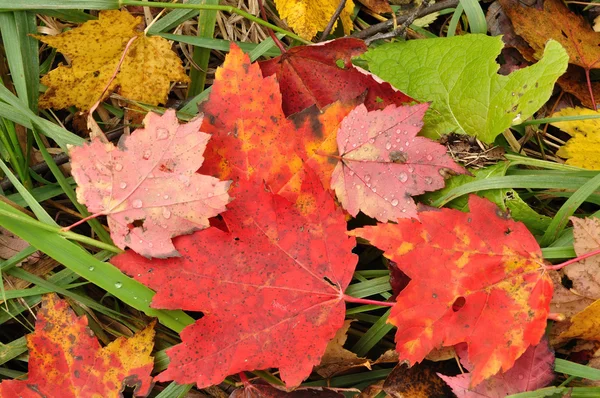 Zbliżenie: klon kolorowy liść — Zdjęcie stockowe