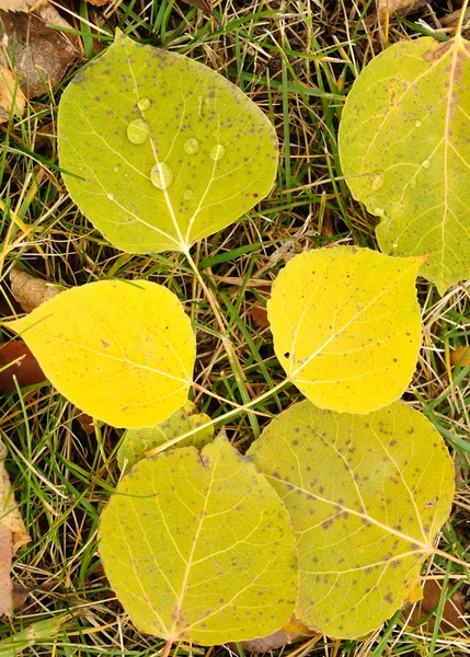 Close-up van een kleurrijke aspen bladeren — Stockfoto