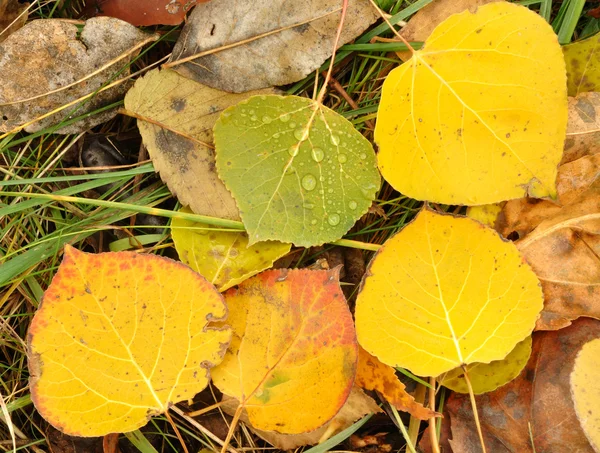 Close-up of a Colorful Aspen Leaves — Stock Photo, Image
