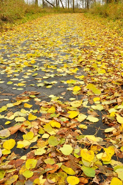 路径覆盖着白杨的叶子 — 图库照片