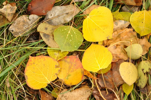 Close-up de um colorido folhas de Aspen — Fotografia de Stock
