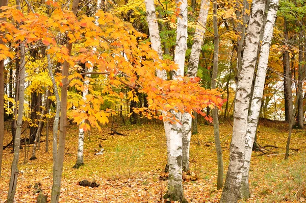 バーチの木と色のカエデの葉 — ストック写真