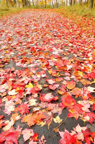 Pad bedekt met esdoorn bladeren — Stockfoto