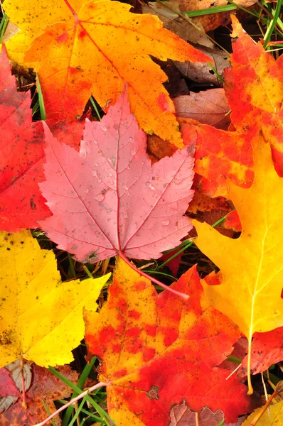 Close-up van een kleurrijke esdoorn bladeren — Stockfoto