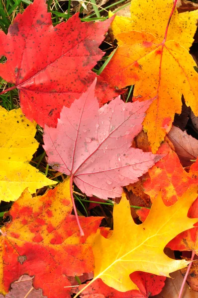 Közeli kép: egy színes juhar levelek — Stock Fotó