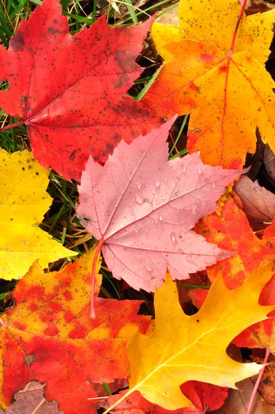 Крупный план разноцветных кленовых листьев — стоковое фото