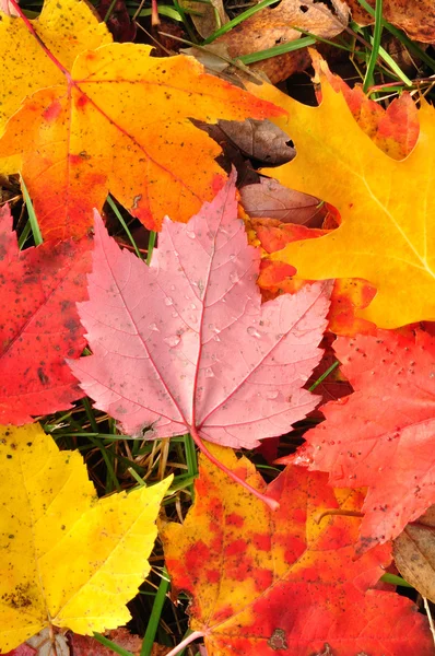 Крупним планом барвисті кленові листя — стокове фото