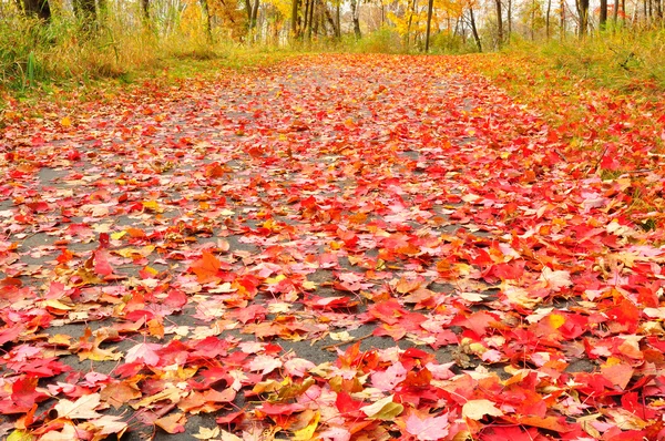 Camino cubierto con hojas de arce — Foto de Stock