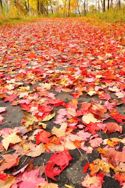 Pad bedekt met esdoorn bladeren — Stockfoto
