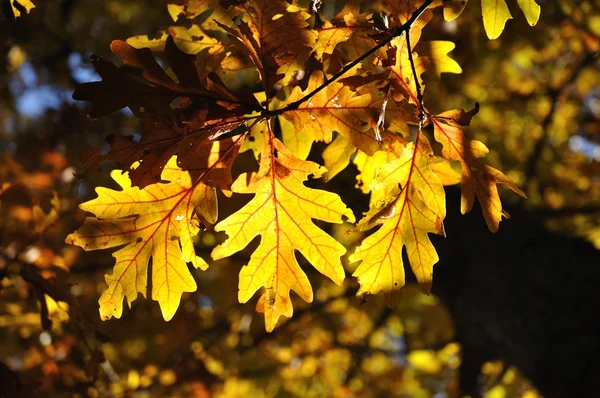 Illuminazione posteriore su foglie di quercia — Foto Stock