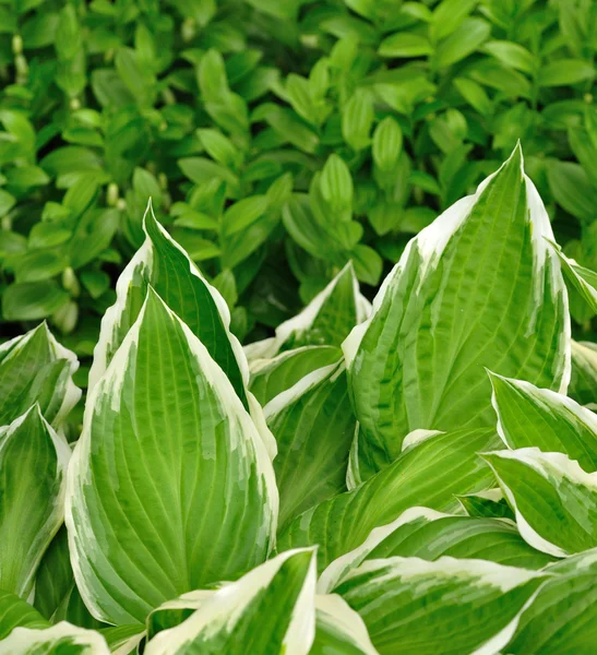 stock image Variegated Hosta Leaves