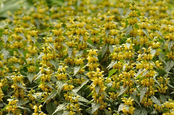 stock image Yellow Flowers on Variegated Yellow Archangel