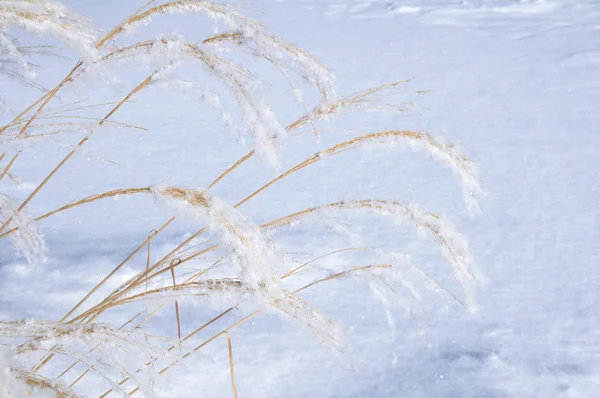 Мороз на декоративной траве — стоковое фото