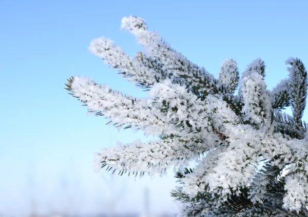 霜覆盖的云杉树树枝 — 图库照片