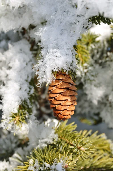 Frost tartozó fenyő fa ágai — Stock Fotó