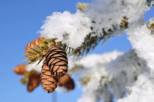 霜覆われた小ぎれいなな木の枝 — ストック写真