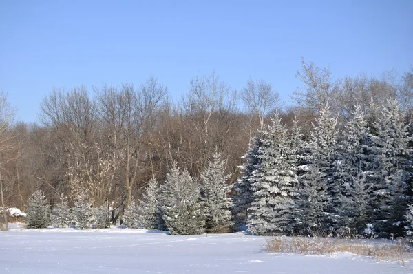 stock image Scenic view of Frost Covered Spruce Trees