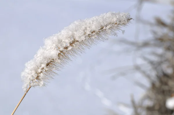 Frost auf Ziergras — Stockfoto