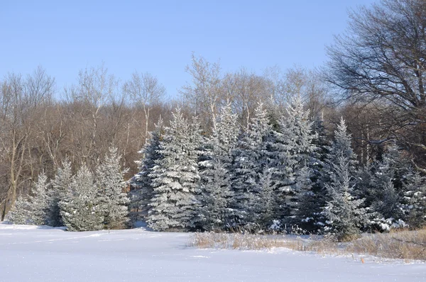 霜の風光明媚なビュー小ぎれいな木覆われています。 ロイヤリティフリーのストック画像