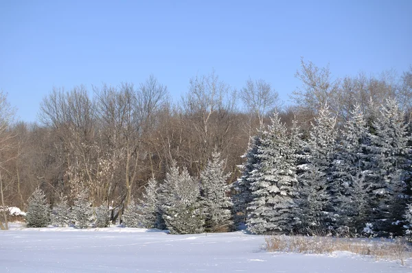 Vacker utsikt över frost omfattas granar Stockfoto
