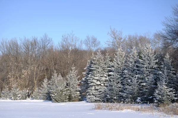 Vacker utsikt över frost omfattas granar Stockfoto