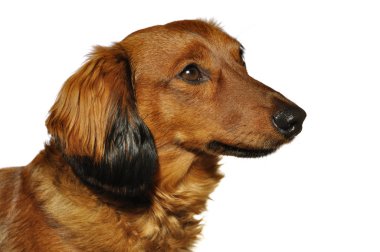 Kırmızı uzun saçlı dachshund