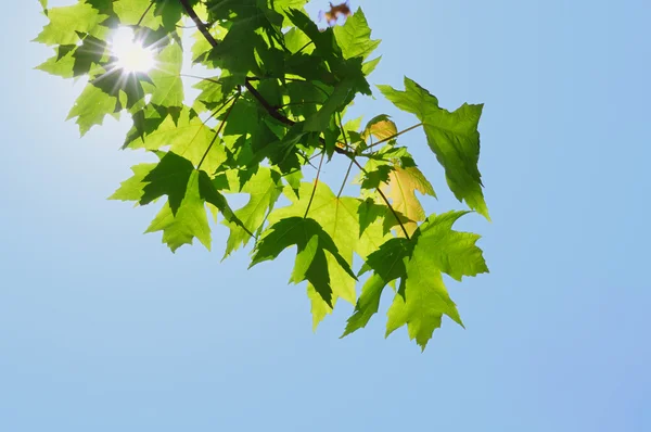 stock image Back Lighting on Maple Leaves