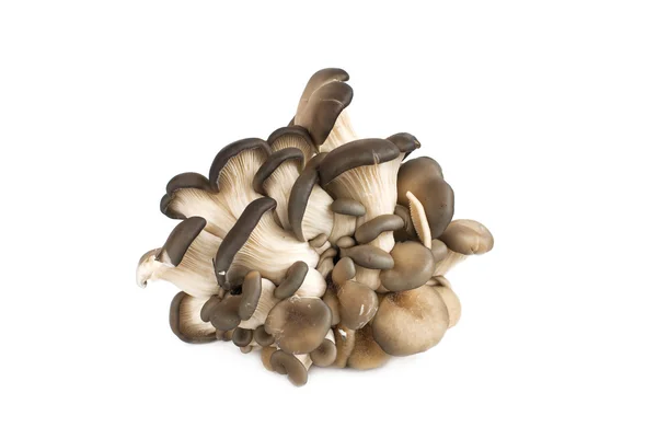 Свіжі pleurotus гриб Стокова Картинка