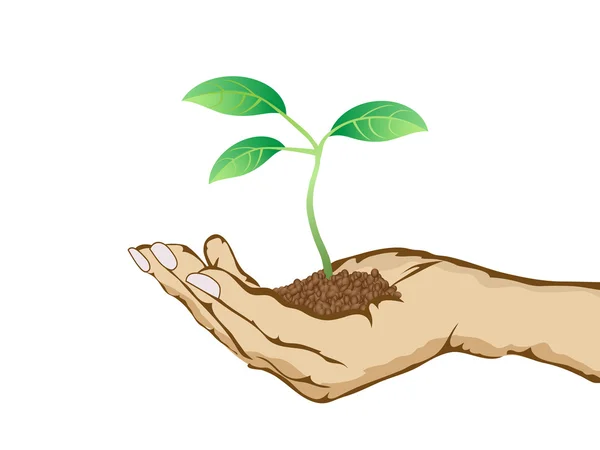 Grüne Pflanze wächst in der Hand — Stockvektor