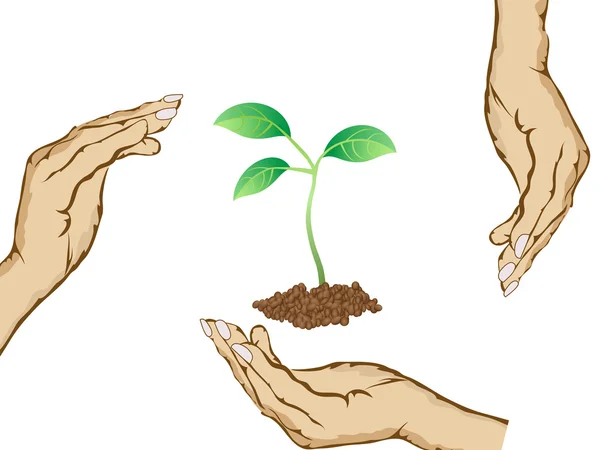 Hände schützen grüne Pflanze — Stockvektor