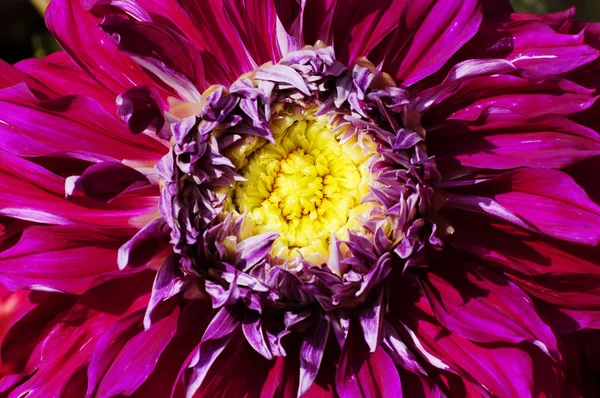 Corazón de la flor de crisantemo en estrecha — Foto de Stock