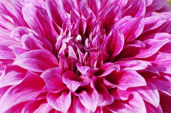 Цветок хризантемы в тесном — стоковое фото