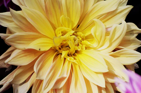 Crisantemo amarillo Patrón de flores en estrecha — Foto de Stock