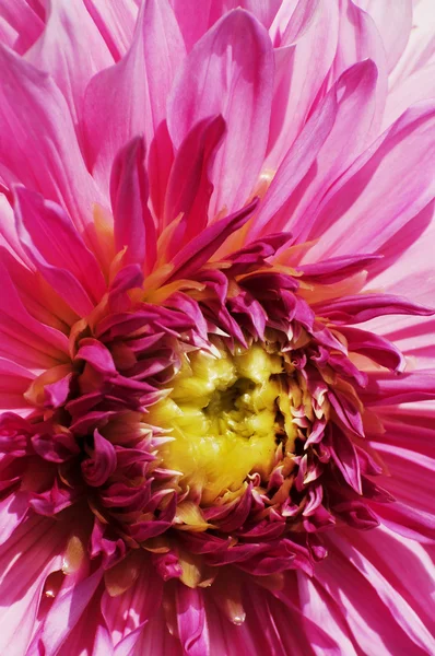 Chrysanthemum Flower pattern in close — Stock Photo, Image