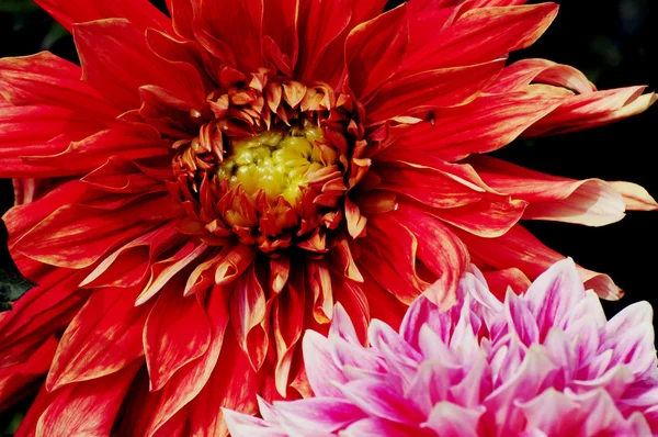Chrysanthemum Flower pattern in close — Stock Photo, Image