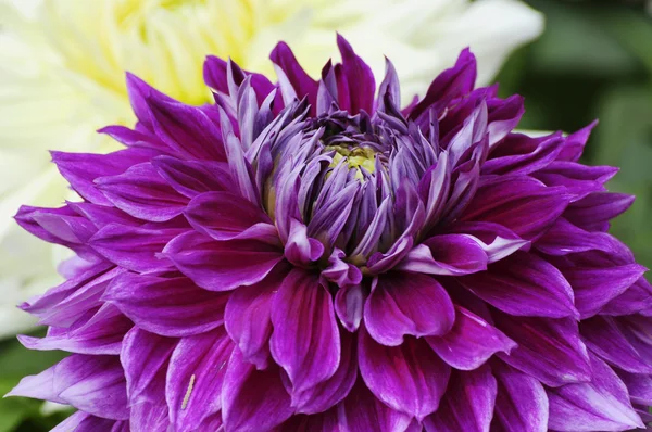 Хризантема Квітковий візерунок впритул — стокове фото
