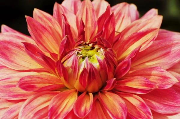 菊の花のパターンで終了します。 — ストック写真
