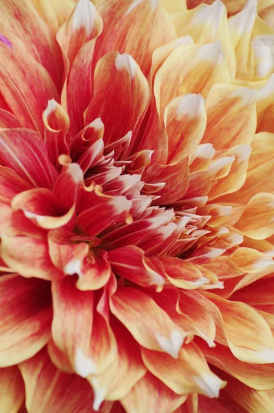 Crisantemo fresco Patrón de flores en estrecha — Foto de Stock