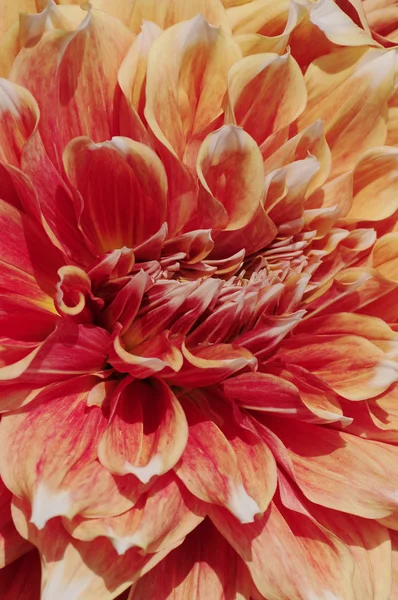 Цветок хризантемы в тесном — стоковое фото