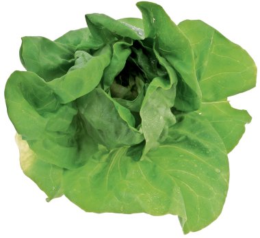 Lettuce clipart