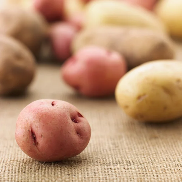 stock image Potato