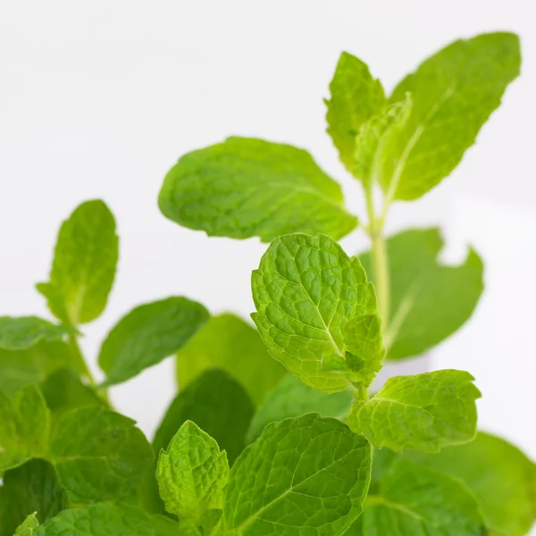 stock image Oregano