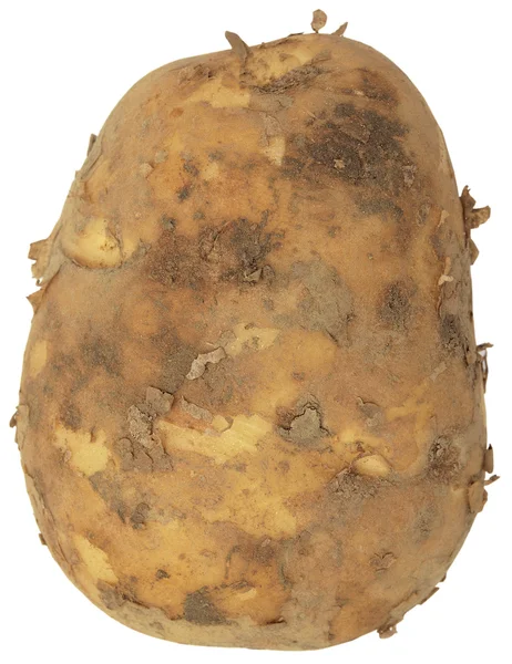 Stock image Potato