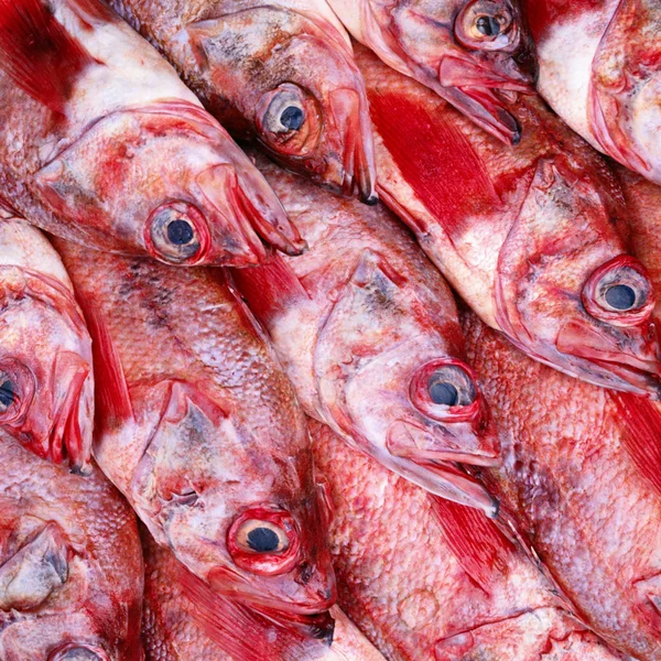 Rauwe vis — Stockfoto